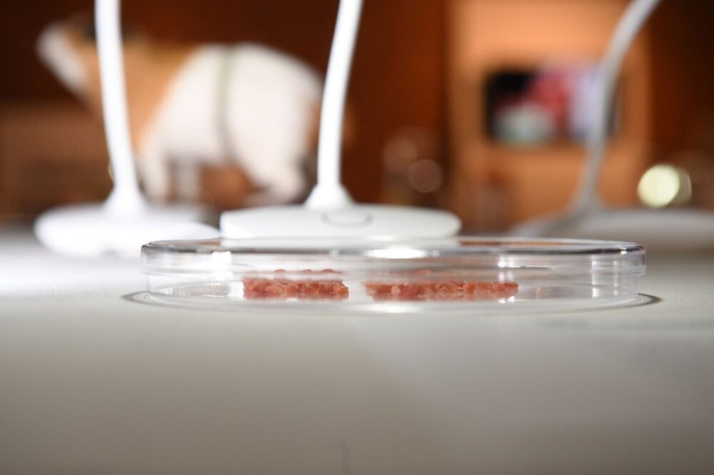 labMeat.jpeg