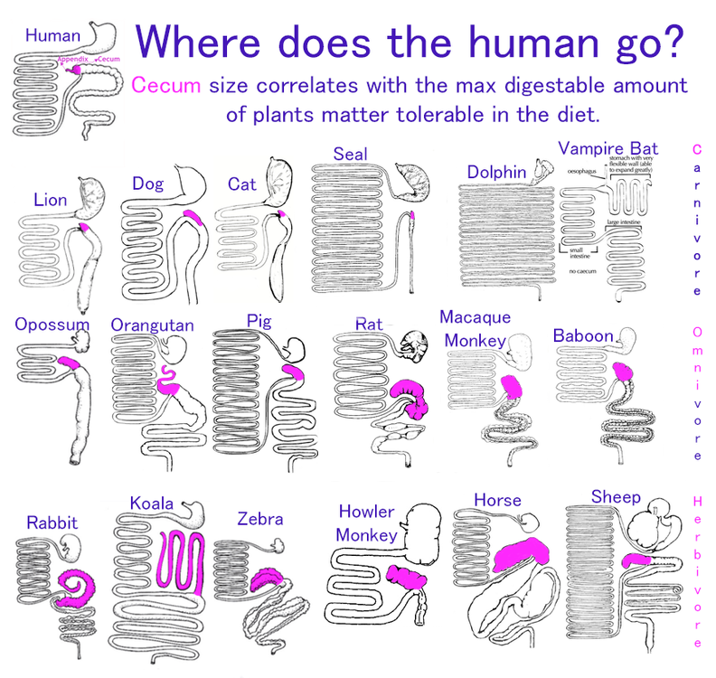 🥩 Cecum size correlates to the max digestible amount of plant matter in the diet